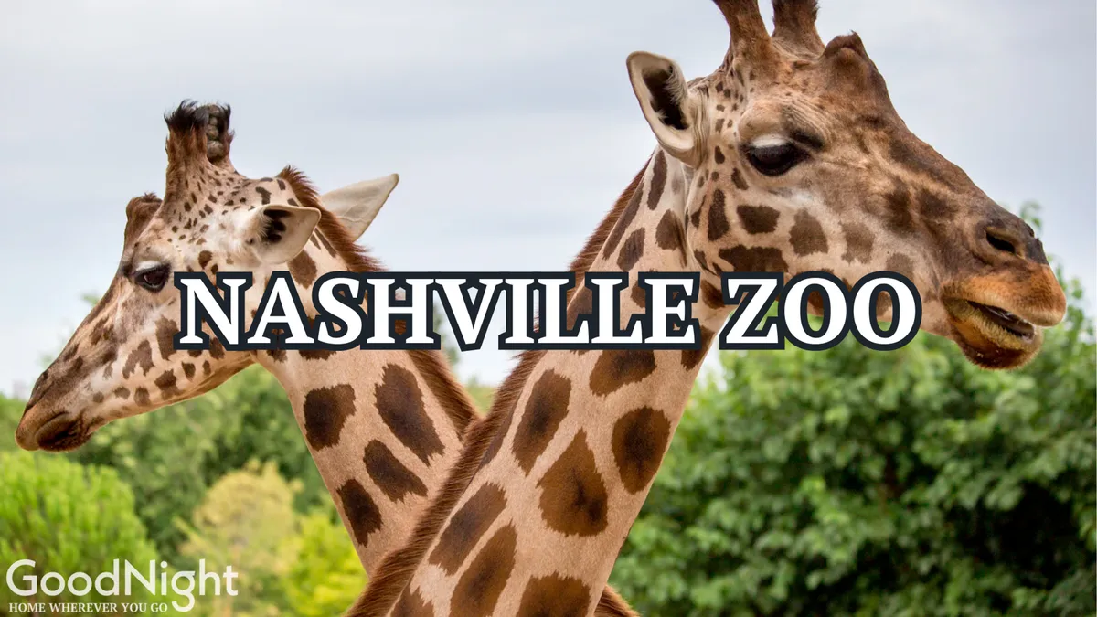 This exterior image features two giraffes standing amidst lush greenery, representing a lively and family-friendly scene at the Nashville Zoo. The bright atmosphere and close-up perspective of the animals make it clear this is a kid-oriented outdoor destination perfect for group outings.